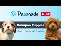 Cavapoo Puppy Compilation on PawradeLIVE Stream Cavapoo Breeder Information