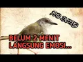 Download Lagu gak Sampek 2 menit burung ciblek mana pun langsung emosi tinggi...