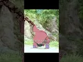Download Lagu Women gave birth to a monster #anime #flim #foryou
