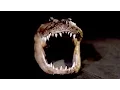 How Capitalism Helped Save the American Alligator