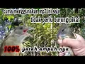 Download Lagu suara pikat burung kapas tembak ‼️ mp3 pikat paling ampuh 2023