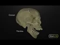 Depression and Elevation of the Mandible