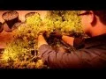 Surterra Therapeutics First Crop Of Medicinal Cannabis
