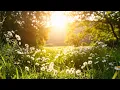Morning Birdsong: Wildflower Meadow & Gentle Breeze for Positive Energy | 4K Nature Sounds ☀️