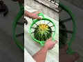 Download Lagu Watermelon Cutting Artifact - The process of quickly cutting watermelon into cubes