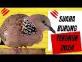 Download Lagu Suara Burung Tekukur - Pancingan Express Suara Ngalas Bikin Tekukur Lain Ikutan Bunyi