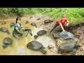 Download Lagu REWIND TIMELAPSE --760 Days Hand Catching Many Turtle, Catfish, Eels,.. At Mud Pond /Phương's Story