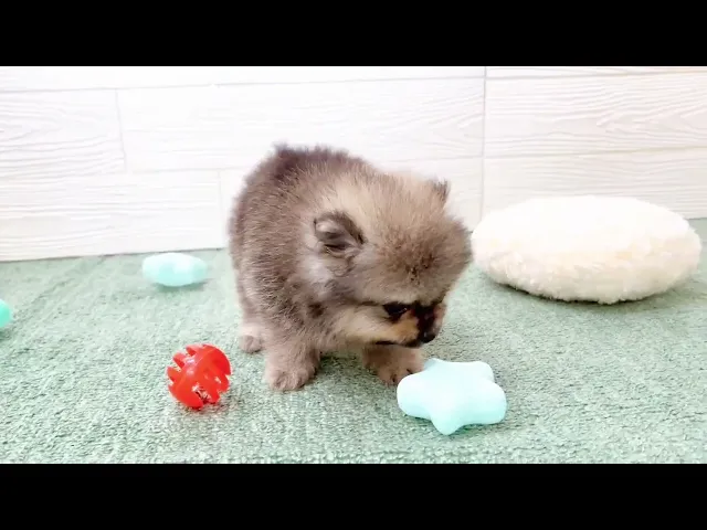 動画