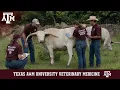 A Longhorn Visits Texas A M Aggies