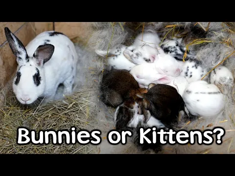 Download MP3 Baby Rabbits (Kittens) and Rescued Sheep Find A Home