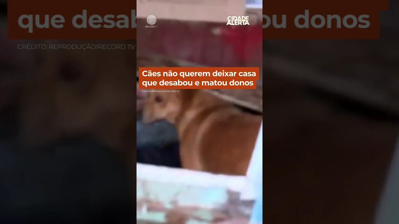 Cães não querem abandonar casa que desabou #shorts #cidadealerta
