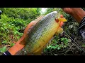 Download Lagu Gila...! Spot yang di tutupi tumbuhan air tempat ikan betok monster mengintai umpanku