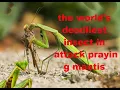 praying mantis the world s deadliest insect in attack