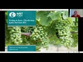 Variety in Focus Chardonnay with Lydia Harrison MW