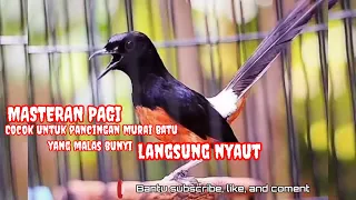 masteran pagi cocok untuk pancingan murai batu yang malas bunyi suara burung murai
