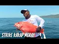 Download Lagu Menaklukkan Kakap Merah \u0026 Kurisi  di Laut Selatan Bima | MANCING MANIA STRIKE BACK (17/11/24) Part 1