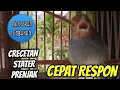 Download Lagu Suara Prenjak Starter ampuh buat pikat