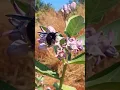 Download Lagu Carpenter bee #bee #blackbeauty #xylocopa #wonderfulnature #beautyofnature #beesofasia  #melitta