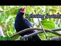 Lagu Koyal Singing birds sound at its best | Melodies Koyal and nightingale Birds Song | Training