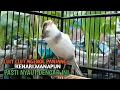 Download Lagu kenari gacor panjang Cuit Cuit EMOSI, Pancingan Kenari Paud Belajar Bunyi, terapi AMPUH Kenari MACET