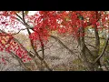 【RELAX WORLD / 4K Autumn Colors】Relaxing Guitar Music / Peaceful Life / meditation / Calm