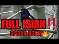 Download Lagu SUARA BURUNG KACER GACOR BANGET‼️ FULL TEMBAKAN \u0026 ISIAN NGELONTANG🔥