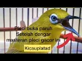 Lagu MASTERAN PLECI NGALAS NGEROL || PLECI MASTERAN || BURUNG PLECI GACOR || PLECI @kicauplatad9859
