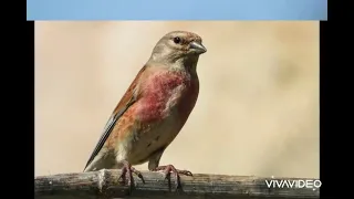صوت التفاحي النينو خالي من الاخطاء للصيد والتسميع ١٠٠ 