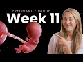 Download Lagu 11 Weeks Pregnant | Week By Week Pregnancy