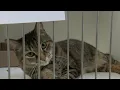 ACCT Philly overcrowded with running adoption special