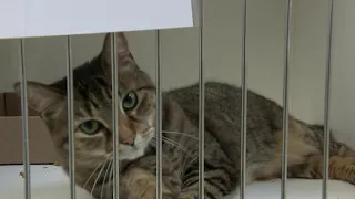 ACCT Philly overcrowded with running adoption special