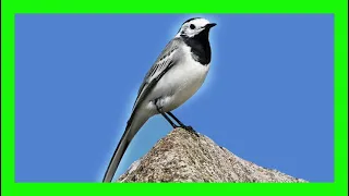 White Wagtail Song White Wagtail Call White Wagtail Voice Lavandera Blanca Canto Motacilla Alba 