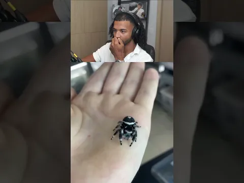 que aflição ib @insecthaus_adi