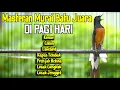 Download Lagu MASTERAN JUARA MURAI BATU TEMBAKAN DAHSYAT FULL ISIAN LOMBA