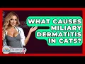 What Causes Miliary Dermatitis In Cats - Ask A Pet Vet
