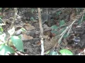 Raccoons - Manuel Antonio National Park Costa Rica