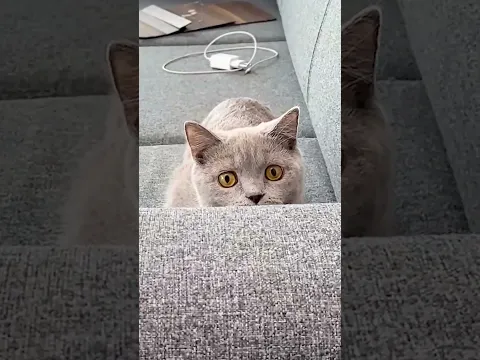CRAZY FUNNY CAT 😂 #shorts