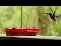 Be Still & Trust God : Instrumental Worship and Scriptures with Birds 🕊 Christian Instrumental