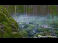 Rain Sounds + Stream for Sleep, Focus, Studying | 4K Nature Video White Noise 10 Hours