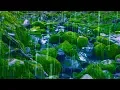 Download Lagu Rain Sounds + Stream for Sleep, Focus, Studying | 4K Nature Video White Noise 10 Hours