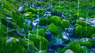 Rain Sounds Stream For Sleep Focus Studying 4K Nature Video White Noise 10 Hours 