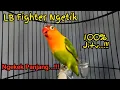 Download Lagu Pancingan Lovebird Fighter Ngetik Ngekek, LB Ngekek Panjang Untuk Pancingan Lovebirds Paud PART 16