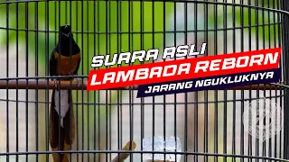 suara asli lambada reborn setelah di gantang