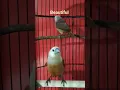 Download Lagu BURUNG EMPRIT KEPALA PUTIH#shorts