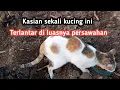 Download Lagu Kasian sekali. Kucing di buang di tengah persawahan