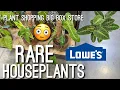 INSANE RARE Houseplants at Lowes Bringing my Rooted Propagations Indoors for the Season