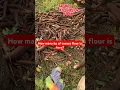 Download Lagu What does your country do with casava tubers #food #fypシ゚ #casava #youtubeshort #farm #viralshorts
