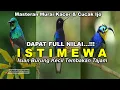 Download Lagu DAPAT FULL NILAI! Isian Burung Kecil Pilihan Untuk Murai Kacer dan Cucak Ijo | FULL TEMBAKAN TAJAM