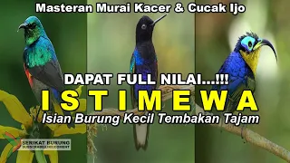 DAPAT FULL NILAI! Isian Burung Kecil Pilihan Untuk Murai Kacer dan Cucak Ijo | FULL TEMBAKAN TAJAM