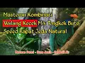 Download Lagu 🔴 MASTERAN TENGKEK BUTO MIX WALANG KECEK